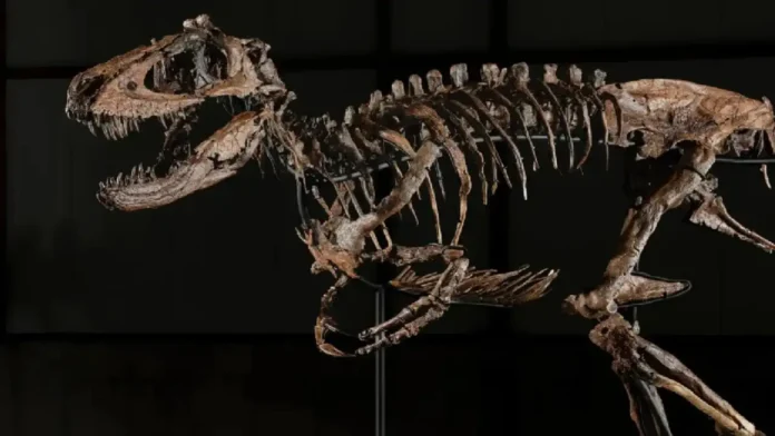 FOSSIL