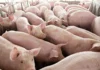 Gobierno probinsyal, kalikagom na nga agbalin a nadalos dagiti pagtaraknan ti baboy ditoy probinsya
