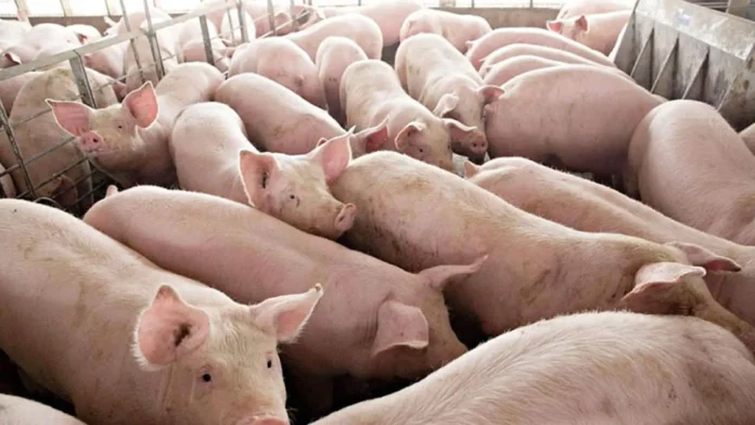 HOG_RAISING-1