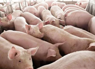 Department of Agriculture, suportaran na dagiti panawagan dagiti hog raisers para iti nangatngato a taripa dagiti maangkat ti baboy