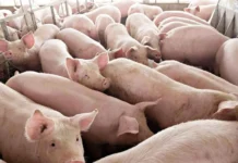 PGIN, agararamid dagiti wagas para iti panakaibalanse ti presio ti live weight ditoy probinsia