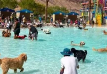 Agarop 300 nga aso, nagatendar ti pool party tapno buraken ti break world record idiay Nevada