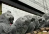 Lima a parrot iti maysa a Zoo, pinagsisina dagiti Zoo Keepers gapu iti kanayon a panagsao-da iti dakes