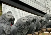Lima a parrot iti maysa a Zoo, pinagsisina dagiti Zoo Keepers gapu iti kanayon a panagsao-da iti dakes