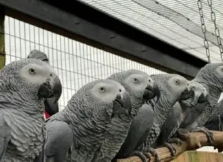 Lima a parrot iti maysa a Zoo, pinagsisina dagiti Zoo Keepers gapu iti kanayon a panagsao-da iti dakes