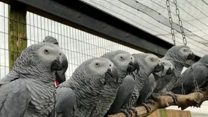 PARROT