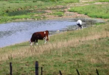 Kaunnaan a kaso ti Shamonda virus iti tao, nairekord iti France; biktima natay