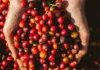 Food and beverage manufacturer, inbatad na nga awan ti panagngato ti produkto a kape
