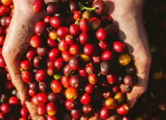 Food and beverage manufacturer, inbatad na nga awan ti panagngato ti produkto a kape