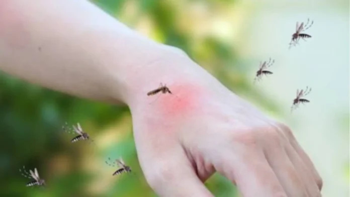dengue