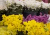 Presyo ti sabsabong ditoy ciudad ti Laoag, awan pay ti nagngatoan na; bilang dagiti agor-order para iti Undas, bassit paylaeng