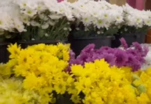 Presyo ti sabsabong ditoy ciudad ti Laoag, awan pay ti nagngatoan na; bilang dagiti agor-order para iti Undas, bassit paylaeng