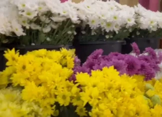 Presyo ti sabsabong ditoy ciudad ti Laoag, awan pay ti nagngatoan na; bilang dagiti agor-order para iti Undas, bassit paylaeng