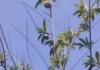 Provincial Environment Office, inpakaammo na nga adda pay ti supply da ti fruit-bearing trees a maibunong kadagiti umili