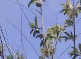 Provincial Environment Office, inpakaammo na nga adda pay ti supply da ti fruit-bearing trees a maibunong kadagiti umili