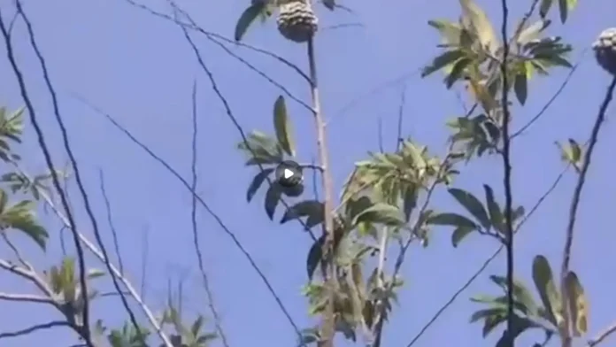fruit-bearing-trees