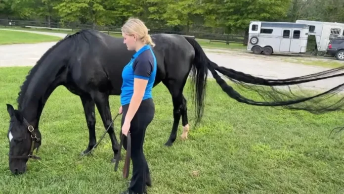 horse-longest-tail