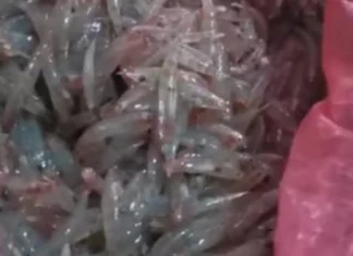 Maal-ala nga ipon dagiti mangngalap ditoy ciudad ti Laoag, bassit laeng gapu iti epekto ti El Nino