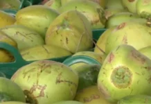Panagipatulod ti 32,000 a buko idiay Liberia, possible a mangilukat ti baro nga export market