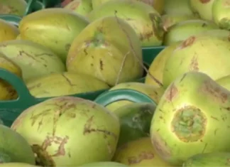 Panagipatulod ti 32,000 a buko idiay Liberia, possible a mangilukat ti baro nga export market