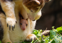 Ubing nga endangered tree kangaroo, simmiripen manipud iti pouch ti inana idiay Zoo Miami