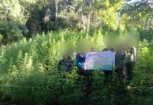 P2.3M a gatad ti marijuana plants, dinadael dagiti operatiba ti PDEA RO1