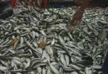 Presyo ng Tawilis, bumagsak sa P100/kilo; grupo ng mangingisda, naghahayag ng pag-aalala
