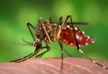 DOH, nailista ti panagngato ti kaso ti dengue ditoy pagilian