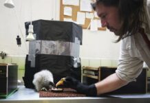 Zookeepers idiay Prague, Czech Republic, nagserbi kas puppeteers tapno maisalakan dagiti baby vultures