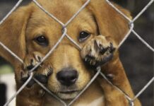 ₱10-M a pondo, naitukon para iti Animal Welfare Program ti 2026 Budget