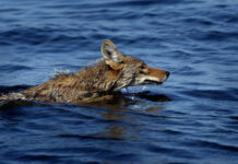 Maysa a Coyote, naidokumento ti kaunaan a gundaway a nagturong idiay Alcatraz Island