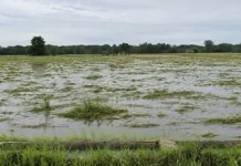 Perdision iti agrikultura gapu iti kalamidad, dumanonen iti ₱1.91-B — Department of Agriculture