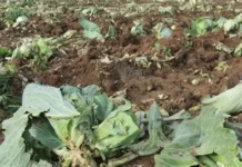 Pannakadadael iti sektor ti Agrikultura gapu iti Habagat kadagiti walo a rehiyon ti pagilian, dumanonen ti ₱3.62-billion — DA