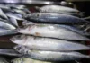 Closed fishing season para iti galunggong, naipatungpal idiay Northeast Palawan