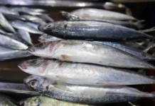 Closed fishing season para iti galunggong, naipatungpal idiay Northeast Palawan