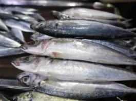 Closed fishing season para iti galunggong, naipatungpal idiay Northeast Palawan