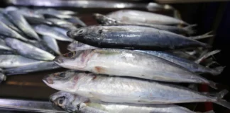 Closed fishing season para iti galunggong, naipatungpal idiay Northeast Palawan