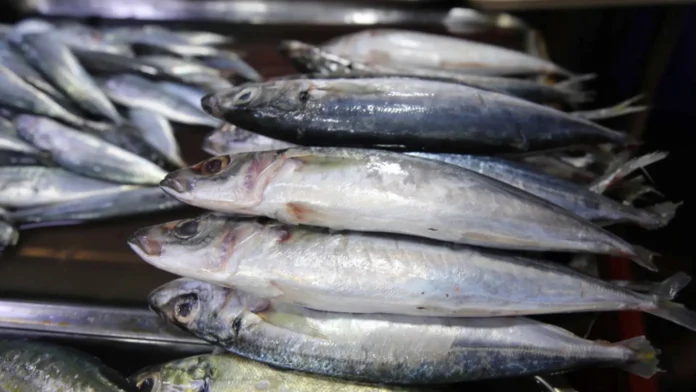 closed-fishing-season-iti-galunggong-naipatungpal-idiay-northeast-palawan
