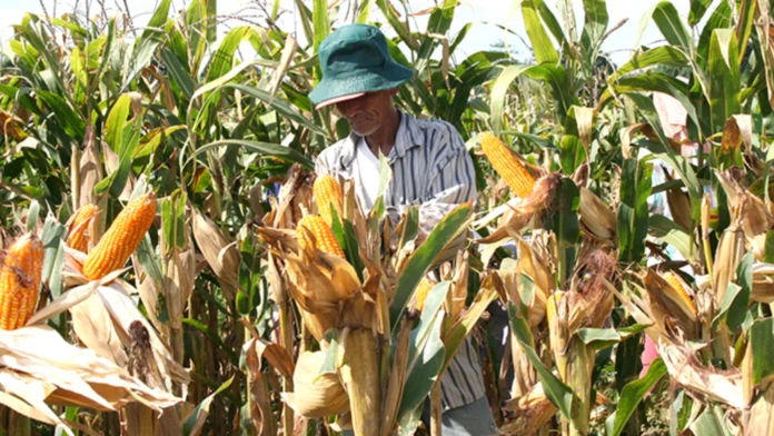 corn-mais-696x392-2