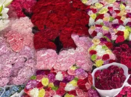 Presyo dagiti sabong idiay Dangwa, dimmoble bayat nga umadanin ti Undas; Rajan ken Orchid, kangrunaan a gat-gatangen