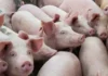 DA, imimbestigaran iti panagpangato ti taripa dagiti imported a baboy