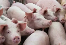 DA, imimbestigaran iti panagpangato ti taripa dagiti imported a baboy