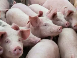 DA, imimbestigaran iti panagpangato ti taripa dagiti imported a baboy