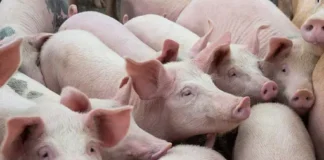 DA, imimbestigaran iti panagpangato ti taripa dagiti imported a baboy