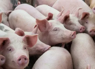 DA, imimbestigaran iti panagpangato ti taripa dagiti imported a baboy