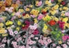 Flower buyers idiay Benguet, nagdudupudup; sumagmamano nga aldaw sakbay ti Undas 2026