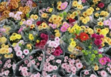 Flower buyers idiay Benguet, nagdudupudup; sumagmamano nga aldaw sakbay ti Undas 2026