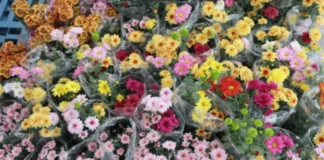 Flower buyers idiay Benguet, nagdudupudup; sumagmamano nga aldaw sakbay ti Undas 2026