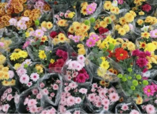 Flower buyers idiay Benguet, nagdudupudup; sumagmamano nga aldaw sakbay ti Undas 2026
