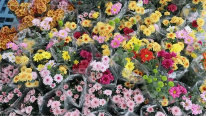 flower-buyers-idiay-benguet-nagdudupudup-sumagmamano-nga-aldaw-sakbay-ti-undas-2026